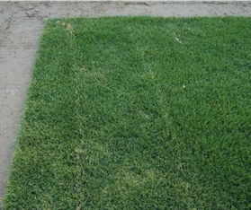 山西绿化草皮讲述如何管理庭院草坪